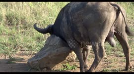 Buffalo gets acquainted with a rock