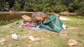 Deer destroy campsite in Thailand's Khao Yai National Park