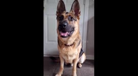 Dog Trying Crazy Halloween Costume