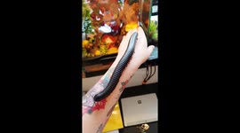 Giant African millipede crawls up owner's arm in mesmerising fashion