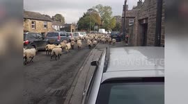 Chaotic scenes as more than 300 flocking sheep bring traffic in a small Yorkshire town to a standstill