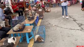 Take a look at this Chinese pet market where puppies and kittens go on sale in cages
