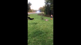 Joyful rottweiler plays tag with 3-year-old girl in Canada