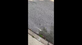 The dogs literally barked, the caravan passed.
