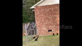 Chickens understand English