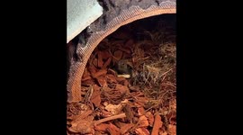 Sleepy tortoise wakes up and does cutest yawn