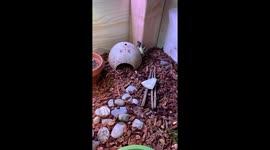 Little tortoise thinks he’s Spider-Man!