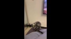 The kitten thought the mirror was a team of wrestlers