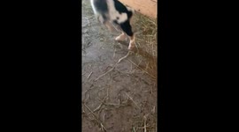 Happy baby goat jumping for joy!