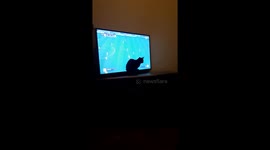 Cat trying to play football