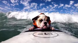 Meet Rothstein, the seafaring bulldog with a passion for surfing