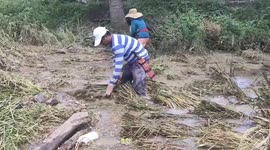 Floods Damage Rice Fields In The Philippines