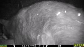 huge male Black Bear drinks