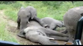 Rare Elephant behaviour with them rolling around on the ground in Kruger park
