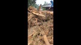 Thousands of trees fall down in village as flash floods hit Vietnam