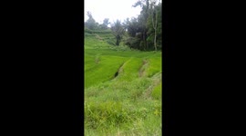 1-Honey bears appear in Indonesian rice fields then returned to the forest because they saw humans