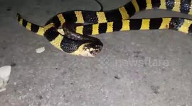 Highly poisonous snake strays into residential area and devours water snake in India