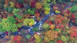Tourists admire stunning autumn foliage in northern China's maple tree fields
