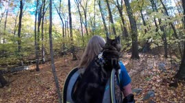 Adventure Cat Out For Hiking In The Cat Backpack
