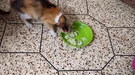 This video is about Does cat eat cooked cauliflower? Here is the video about that (part 1)