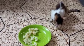 Does cat eat cooked cauliflower? (Part 2)
