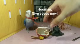Human dress her cute birds with costumes