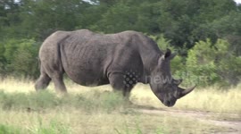 Covered in flies and with birds up his nose, a huge male Rhino enters the water to drink