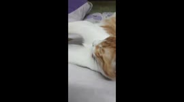 Big Mailo Kitten Night Self Bathing On Bed