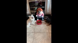Chucky doesn't share food! Pup refuses to give siblings his treats