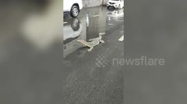 Monitor wanders into road and holds up traffic