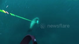 Spearfisher fights off sea lion 'aggressively' chasing his catch in Mexico