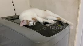 Pet cat relaxes on vibrating washing machine