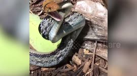 Rat snake lunges at man trying to rescue it