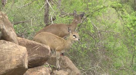 Rock-jumping antelopes with stiletto heels – a beautiful pair of Klipspringers at home
