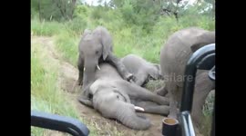 Rare Elephant behaviour with them rolling around on the ground in Kruger park
