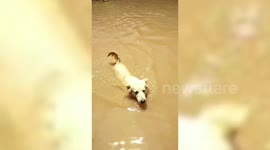 Stranded dog swims to rescuers during flood in Thailand