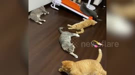 Hilarioius moment pet cats jump when owner sneezes