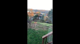 Mom and Baby Deer eat from backyard bird feeder