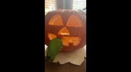 Peach the lovebird getting into the Halloween spirit