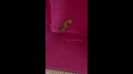 Lovebird jumping up and down with her ball