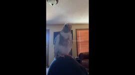Cockatiel squeaking and whistling to the tune