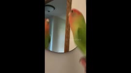 Goofy lovebird enjoying her reflection in the mirror playing peekaboo
