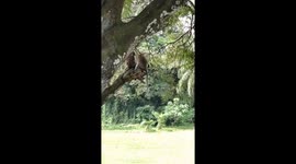 funny monkey behavior.