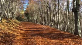 Incredibly beautiful autumn colors in French Alps.