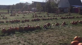 Families picking up Pumpkins at a Pumpkin Farm