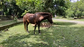 friendship of man and brown horse.