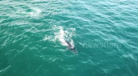 Humpback calf playing