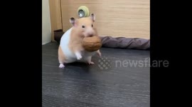 Taiwan: Sneaky Hamster Tiptoes To Steal Walnut