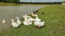 Funny crows misunderstood the black ducks were their same species