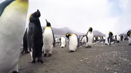Curious king penguins on South Georgia